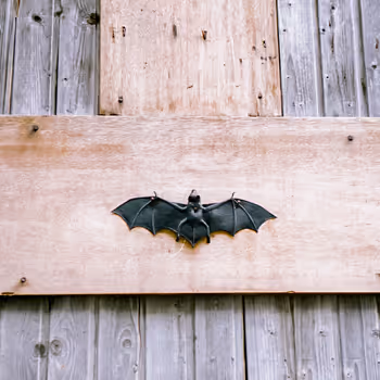 Dreams by Carolin Walch - old