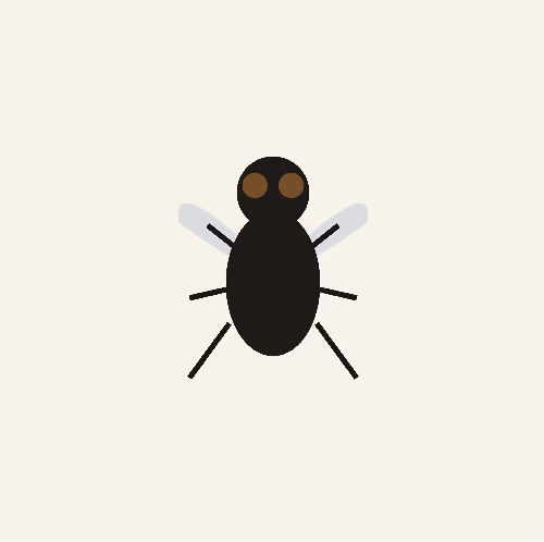 Drosophila melanogaster