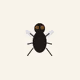 Drosophila melanogaster