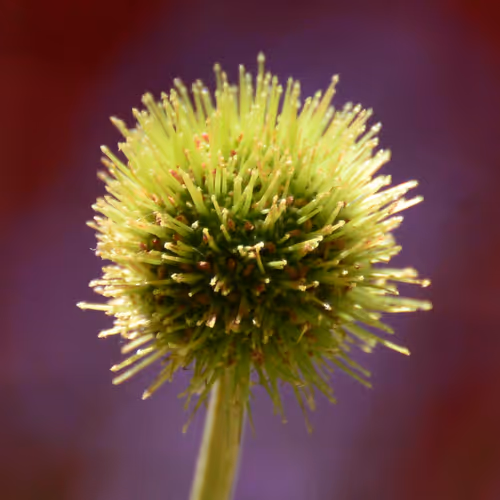 Wildlife And Nature (by DSP)