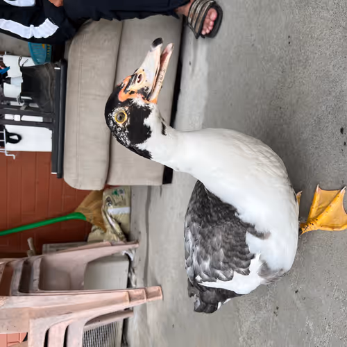 ducko photo collection