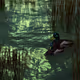 Ducks, Chillin