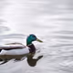 For Duck Sake - old