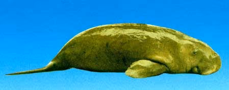 Dugong dugong