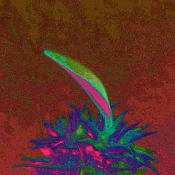 DULL PACHY - old