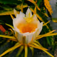 Flowers by DVL