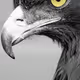 Eagles Mania