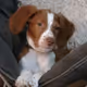 Early Morning Ducks
