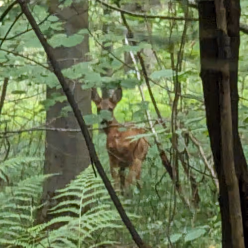 Early in the Morning- Forest Walk