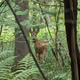 Early in the Morning- Forest Walk