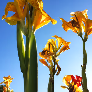 Earth Flowers