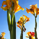 Earth Flowers