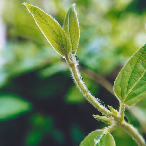 Earth's Treasures Collection