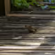 eBird - old