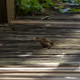 eBird