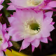 Echinopsis - old