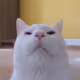 Edgar B. Cat Sounds