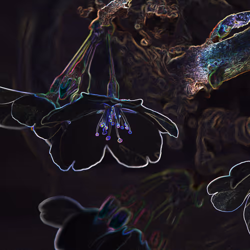 bh originals - nature photos