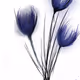 ediantonella-Flowers
