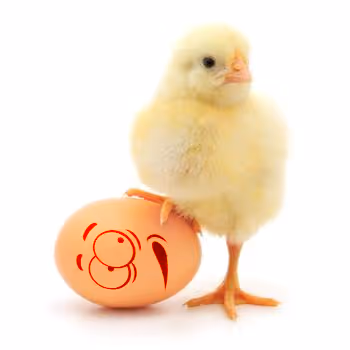 EGG_NFT_New Collection