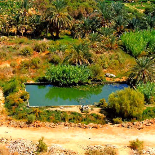 Egyptian Oasis Landscape
