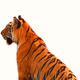 El Tigre