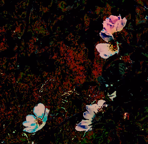 Poetic Electric Briar Rose