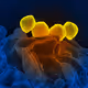 Electron microscopic art - Nature - old