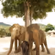 ElephantFamily