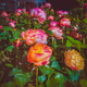 Elliegraphy-natural - old