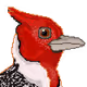 EndangeredBirds