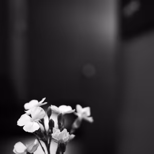 EPHEMERES