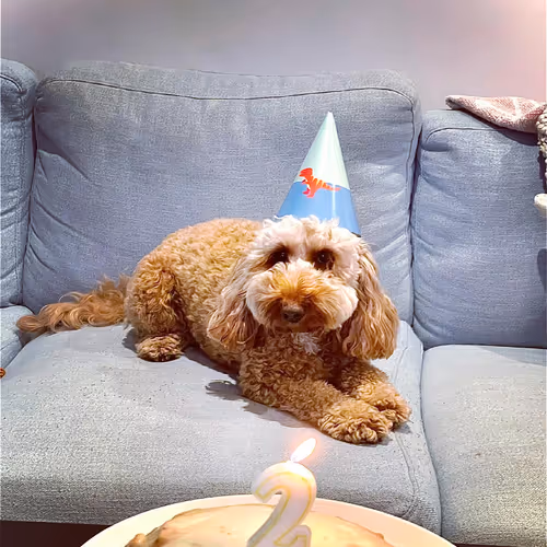 My DOGE BAXTER
