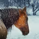 Equestrian Dreams