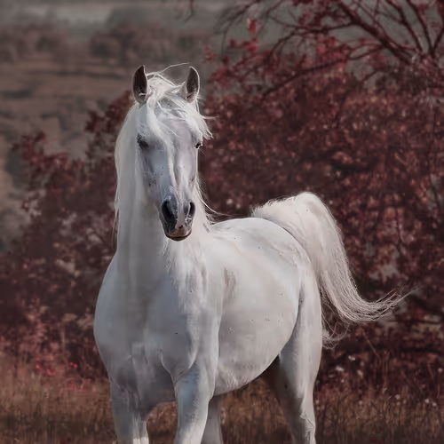 Equine Photography