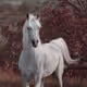 Equine Photography
