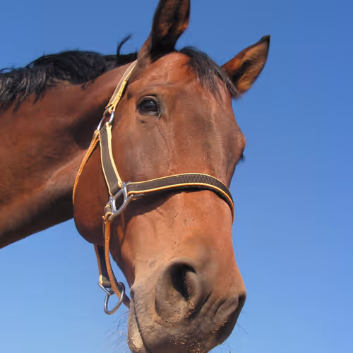 equus caput