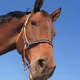 equus caput