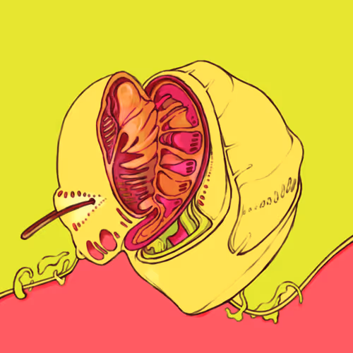 Erika's illustration