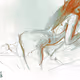 Ero sketches - old