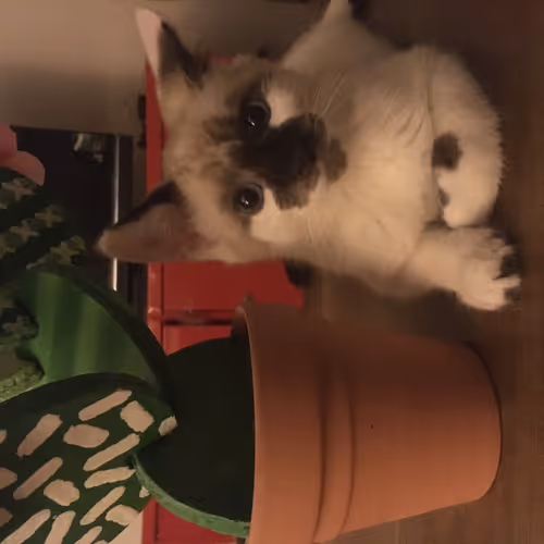 Kitty Kat Kollection