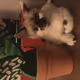 Kitty Kat Kollection