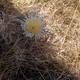Eternal-flowers