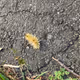 Ether Songs