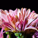 The EtherNate Flower Collection - old