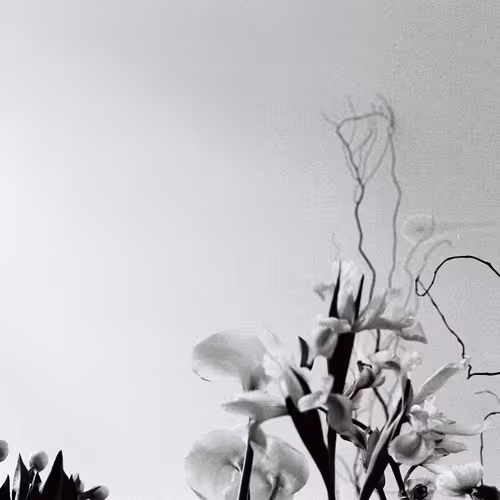 Etudes de fleurs - old