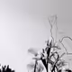 Etudes de fleurs - old