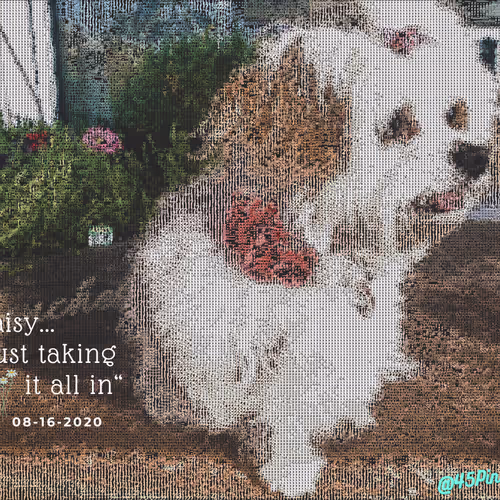 Everyday Life of Daisy - old