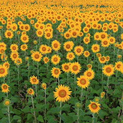 Everyone is the Shining Sun