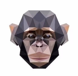 EVOLUTION  COLLECTION